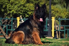 Heavy bone structure show dog puppies available