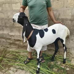 keera betal  Bakra kassi
