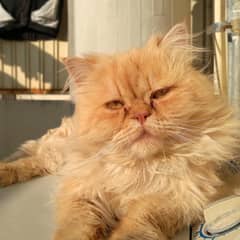 Pure Persian Breeder Pair for Sale