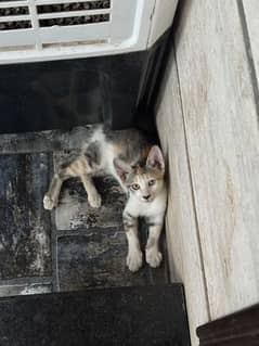 Kittens