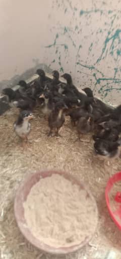 chicks