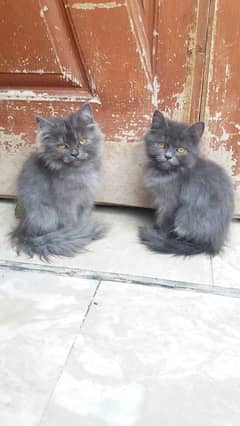 Persian