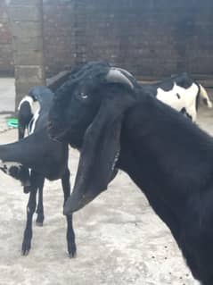 goats for sale