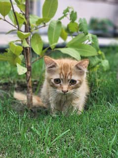 persian
