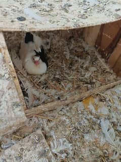 fancy pigeon breader pairs available