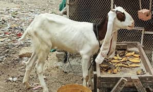 2 dant gulabi kamori dodh wali bakri (milking goat) for sale at karach