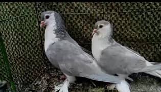 6 pair for sale breeder pair