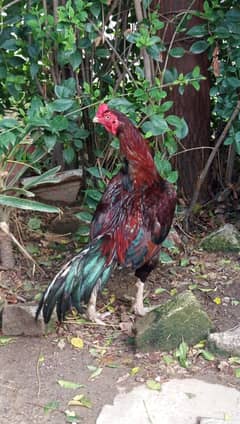 Lakha murgha for sale.