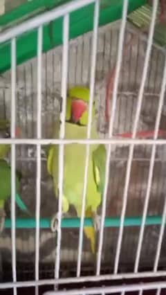 Pair Parrot for sale 15000
