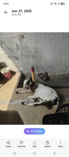 Ablak