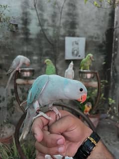 tame parrot