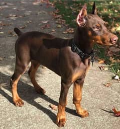 American Doberman Puppy | Doberman Dog for sale