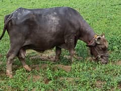 buffalio