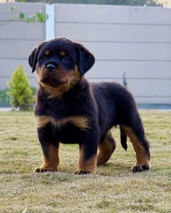 Rottweiler Puppies | punch face puppy | Dog for sale