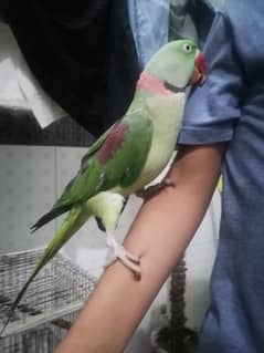 Raw parrot for sale with cage