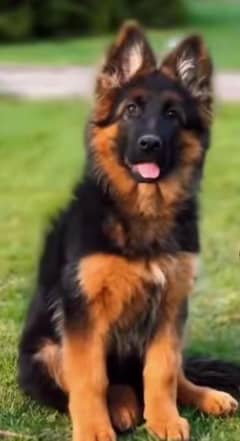 Murphy  x Liza . baby shadow
