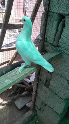 sherazi pigeons pair for sale  1000 per piece  exchange ho jy ga.