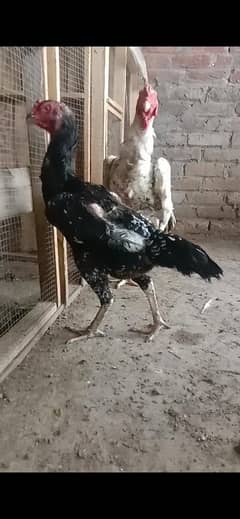 seel murg