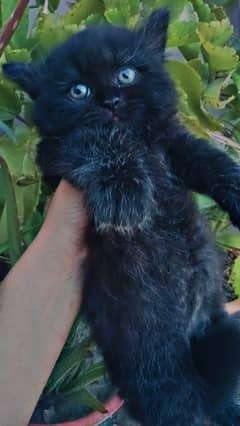 black Persian kitten