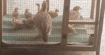 Dakni teetar chicks