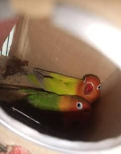 3 birds for sale