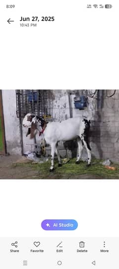 Ablak Bakra | بکرا | Bakra | Goat | Desi Goat  | Goat For Sale