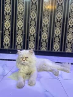 EXTREME PUNCH FACE MALE AVAILABLE FOR STUD