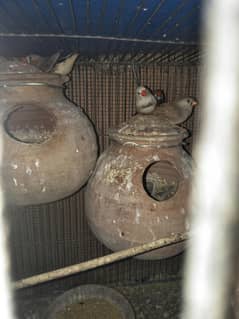 Finch and Dove breeder pairs available