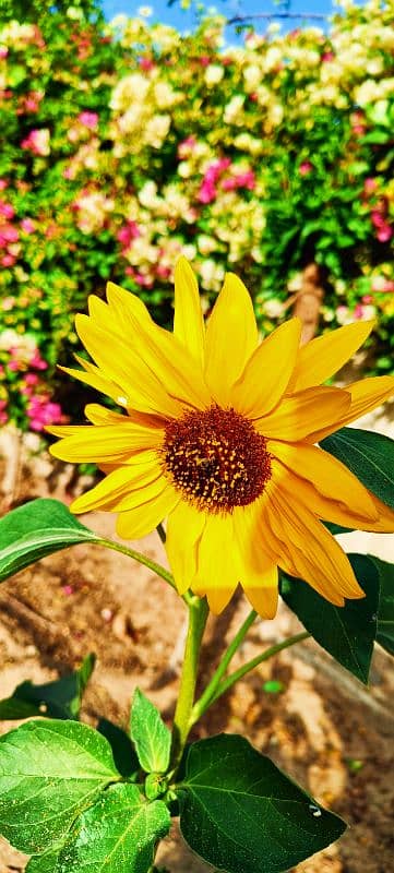 10 by 10 condition DSLR Camera Result 3