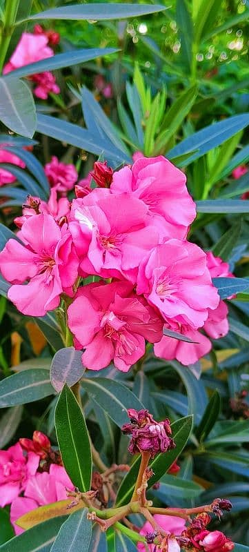 10 by 10 condition DSLR Camera Result 4