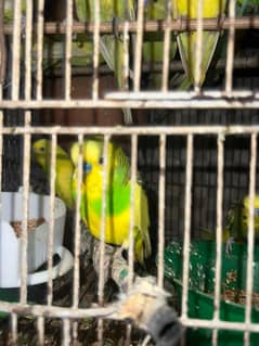 Australian Parrots