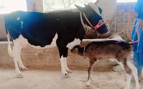 15 kg doodh/tazi sui/jearsy frizan/ cow/gaee/گائے