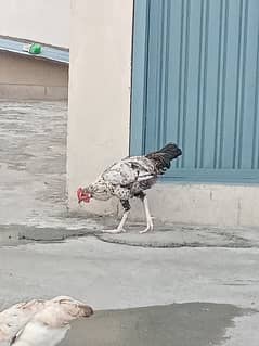 desi murghay