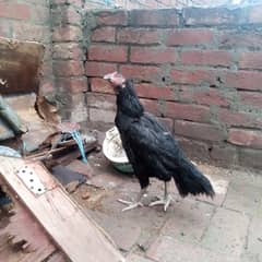 pakistani or thai females breeder avaiable