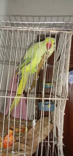green parot