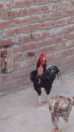 Aseel patha