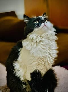 Himalayan Male Cat