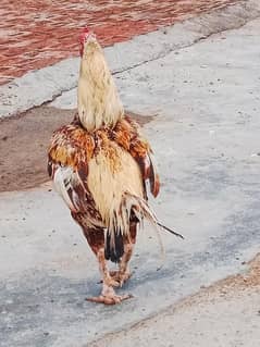 murga