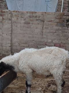 pure larri male dumba