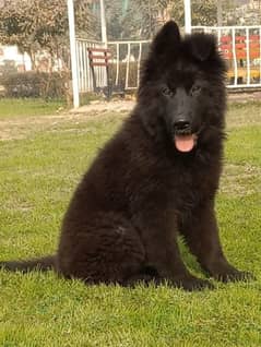 Black shepherd Puppy | Puppies | Long caot | gsd
