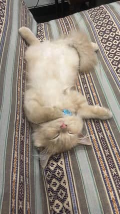 persian triple coat cat for sale