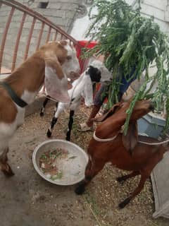 Goat for sale