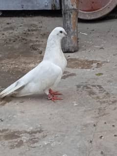 kumager