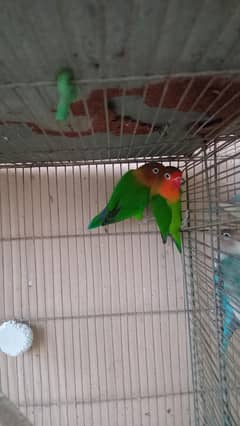 fisher and lovebird breeder pair for sale