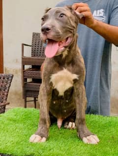 Cane corso