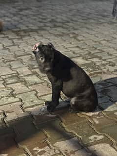 Cane corso
