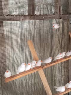 finches for sale common, snow White, penguin and some white chicks
