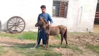 pony