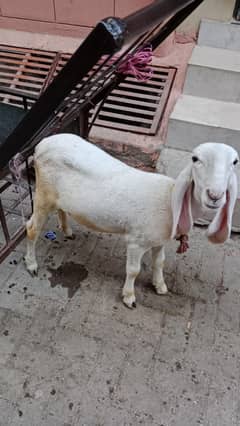 Dumba for sell