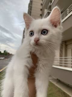 Persian Blue Eyed Kitten for sale In ISB